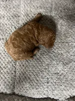 Babi, a male Miniature Goldendoodle for sale in Raeford, NC – 4 of 4