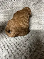 Babi, a male Miniature Goldendoodle for sale in Raeford, NC – 2 of 4