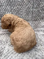 Ivy, a male Miniature Goldendoodle for sale in Raeford, NC – 2 of 3