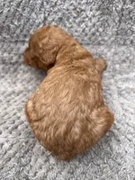 Rocco, a male Miniature Goldendoodle for sale in Raeford, NC – 3 of 4