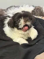 Mami, a female Shih Tzu for sale in Orlando, FL – 3 of 4