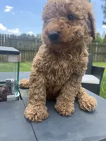 Luna, a female Miniature Goldendoodle for sale in Raeford, NC – 3 of 3