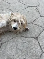 Bella, a female Maltese for sale in Raeford, NC – 3 of 3