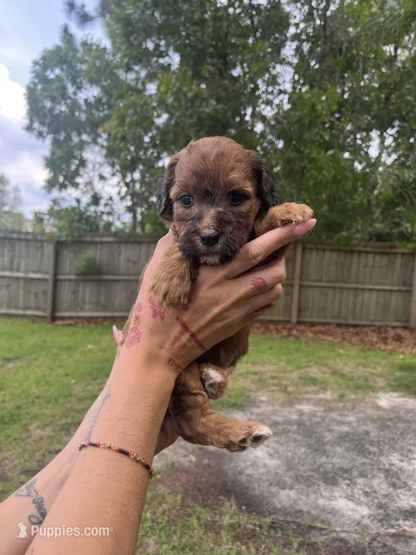 Sage – Double Doodle puppy for sale in Raeford, NC