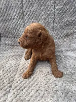 Milo, a male Miniature Goldendoodle for sale in Raeford, NC – 1 of 4