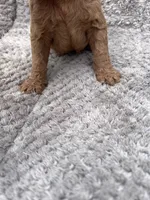 Ivy, a male Miniature Goldendoodle for sale in Raeford, NC – 3 of 3