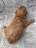 Milo, a male Miniature Goldendoodle for sale in Raeford, NC – 4 of 4