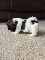Mami, a female Shih Tzu for sale in Orlando, FL – 4 of 4