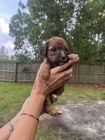 Sage, a female Double Doodle for sale in Raeford, NC – 4 of 4