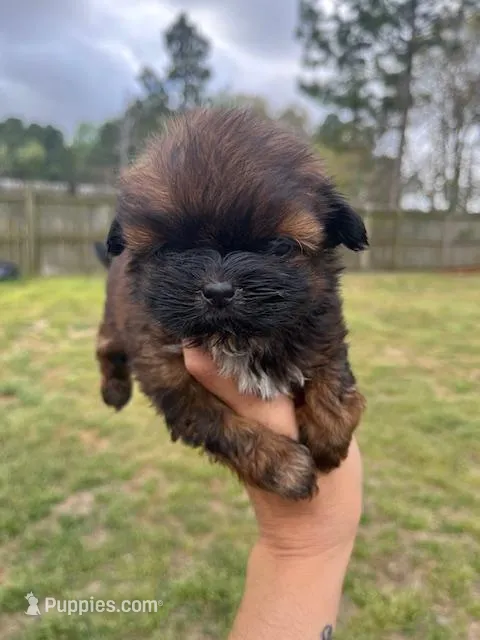 Peachy, a female Shih Tzu for sale in Orlando, FL – Photo 1 of 2