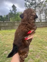 Peachy, a female Shih Tzu for sale in Orlando, FL – Photo 2 of 2