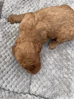 Bandit, a male Miniature Goldendoodle for sale in Raeford, NC – 2 of 4