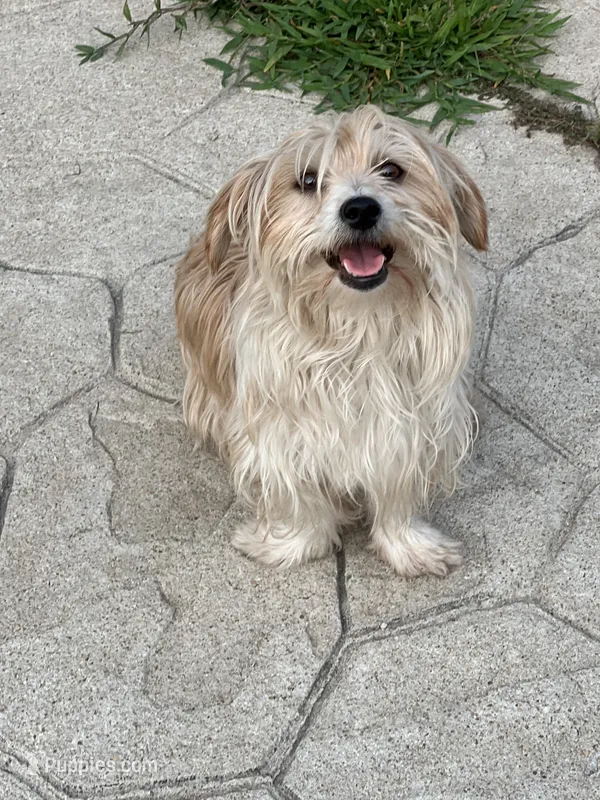 Bella – Maltese puppy for sale in Raeford, NC