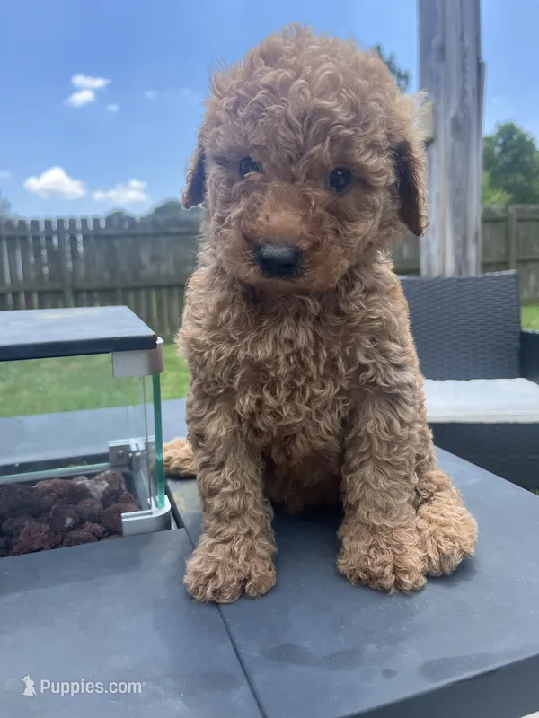Luna – Miniature Goldendoodle puppy for sale in Raeford, NC