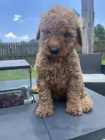 Luna, a female Miniature Goldendoodle for sale in Raeford, NC – 1 of 3