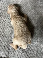 Teddy, a male Double Doodle for sale in Raeford, NC – 2 of 2