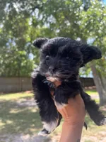 Tinker, a female Yorkipoo for sale in Raeford, NC – 3 of 4