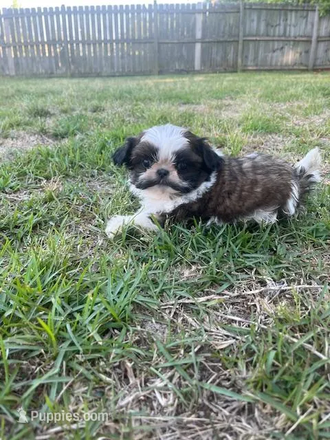 Joy – Shih Tzu puppy for sale in Orlando, FL