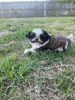 Joy, a female Shih Tzu for sale in Orlando, FL – 1 of 3