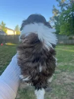 Joy, a female Shih Tzu for sale in Orlando, FL – 2 of 3