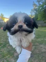 Joy, a female Shih Tzu for sale in Orlando, FL – 3 of 3