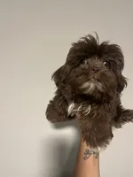 Coco, a male Shih Tzu for sale in Raeford, NC – 2 of 3