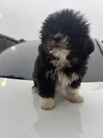 Rubi, a female Shih Tzu for sale in Raeford, NC – 2 of 4