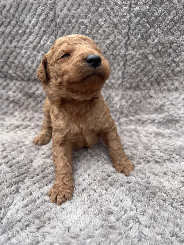 Ivy – Miniature Goldendoodle puppy for sale in Raeford, NC