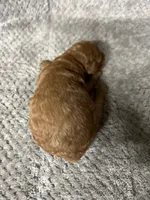 Sweetie, a female Miniature Goldendoodle for sale in Raeford, NC – 2 of 2