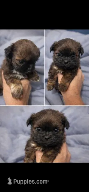 Bear – Shih Tzu puppy for sale in Orlando, FL