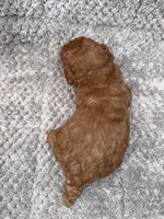 Sam, a male Miniature Goldendoodle for sale in Raeford, NC – 3 of 4