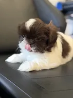 Mami, a female Shih Tzu for sale in Orlando, FL – 2 of 4
