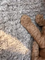 Kobi, a male Miniature Goldendoodle for sale in Raeford, NC – 2 of 3
