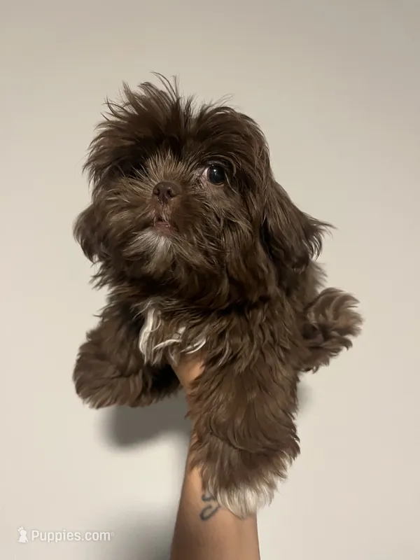 Coco – Shih Tzu puppy for sale in Raeford, NC