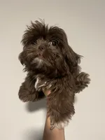 Coco, a male Shih Tzu for sale in Raeford, NC – 1 of 3