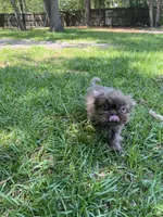 Gizmo, a male Shih Tzu for sale in Raeford, NC – 3 of 4