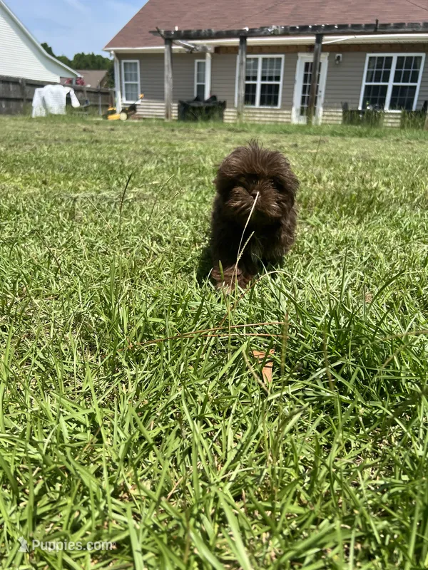 Brownie – Shih Tzu puppy for sale in Raeford, NC