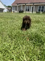 Brownie, a male Shih Tzu for sale in Raeford, NC – 1 of 3