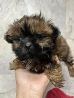 Luci, a female Shih Tzu for sale in Orlando, FL – 2 of 3