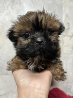 Luci, a female Shih Tzu for sale in Orlando, FL – 3 of 3
