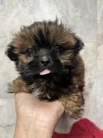 Luci, a female Shih Tzu for sale in Orlando, FL – 1 of 3