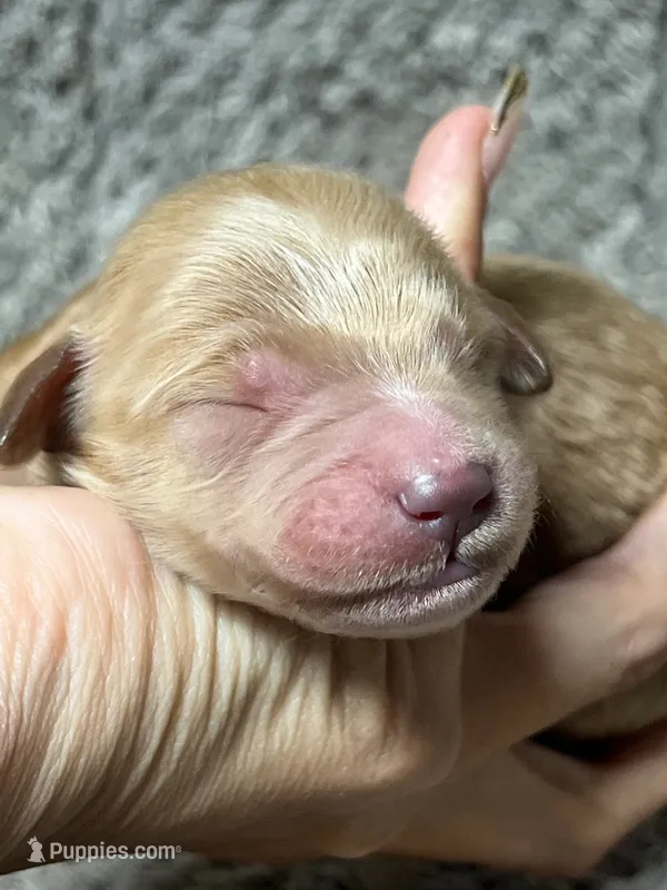 Maggie – Double Doodle puppy for sale in Raeford, NC