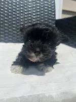 Tinker, a female Yorkipoo for sale in Raeford, NC – 4 of 4