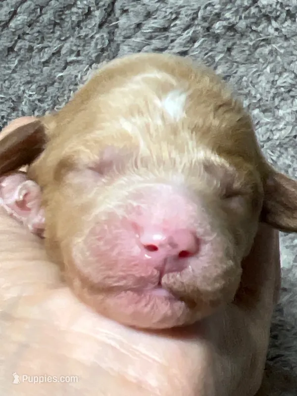 Daisy – Double Doodle puppy for sale in Raeford, NC