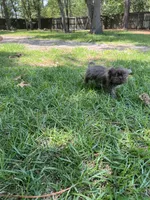 Chewbacca, a male Shih Tzu for sale in Raeford, NC – 4 of 4