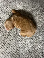 Nala, a female Double Doodle for sale in Raeford, NC – 3 of 4