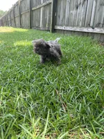 Chewbacca, a male Shih Tzu for sale in Raeford, NC – 2 of 4