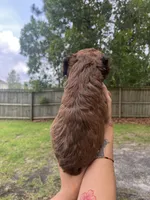 Sage, a female Double Doodle for sale in Raeford, NC – 3 of 4