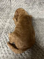 Snoopy, a male Miniature Goldendoodle for sale in Raeford, NC – 1 of 2