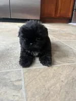 cookie, a female Shih Tzu for sale in Orlando, FL – Photo 2 of 2